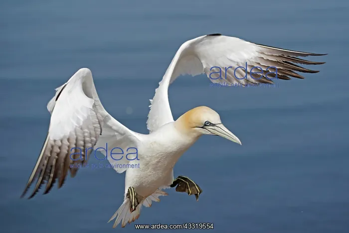 : Northern gannet (Sula bassana) flying over the sea : Northern gannet (Sula bassana) flying over the sea