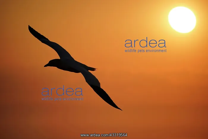 : Northern gannet (Sula bassana) flying at sunset : Northern gannet (Sula bassana) flying at sunset