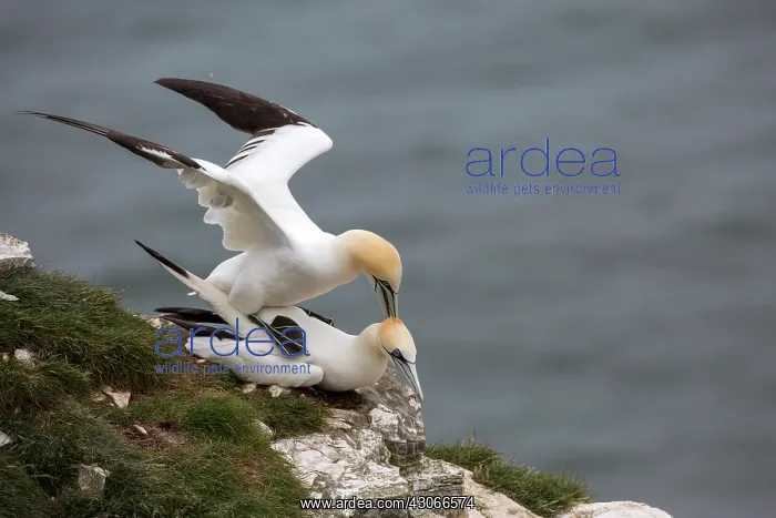 : Northern Gannet (Sula bassana) mating, Bempton Cliffs : Northern Gannet (Sula bassana) mating, Bempton Cliffs