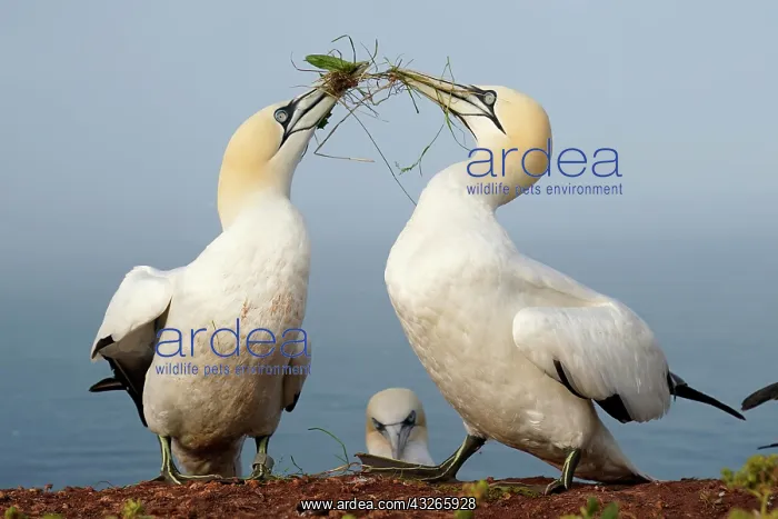  : Two Northern gannet (Sula bassana) with nesting