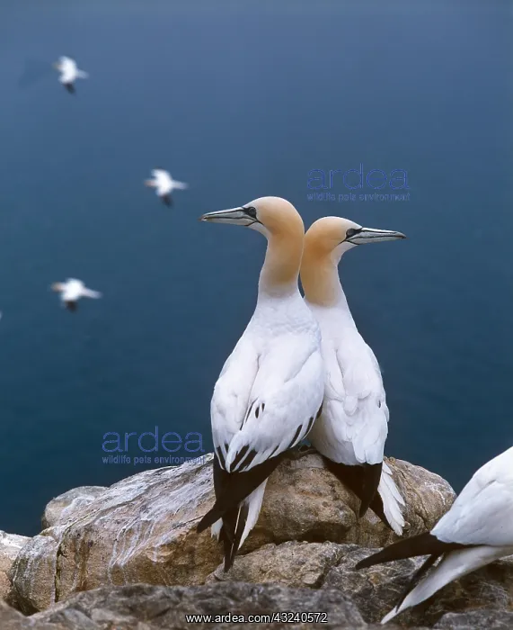 : Northern Gannet (sula bassana), Pair standing on : Northern Gannet (sula bassana), Pair standing on