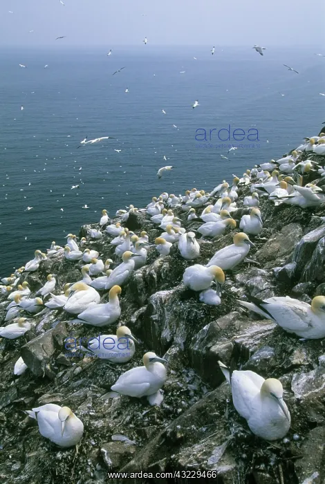 : Northern Gannet, (Sula bassanus), huge Colony : Northern Gannet, (Sula bassanus), huge Colony