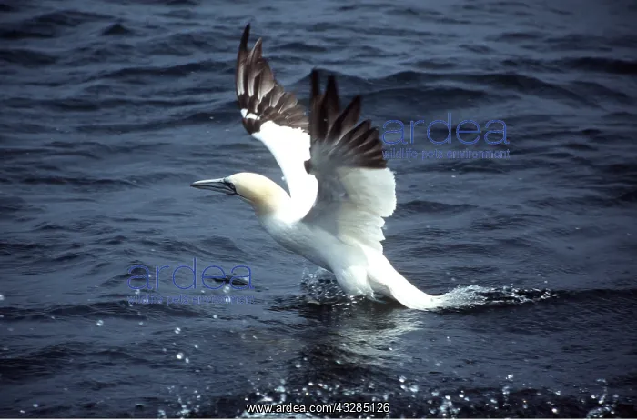 : Northern GANNET - taking off from sea : Northern GANNET - taking off from sea