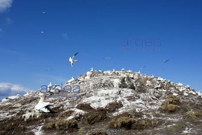 : Northern Gannet - Wide view of Nesting colony : Northern Gannet - Wide view of Nesting colony
