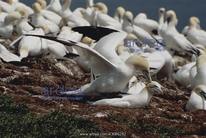  : Northern Gannets
