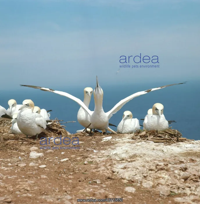 : Northern Gannets : Northern Gannets