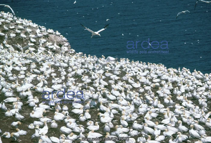 : Northern Gannets : Northern Gannets