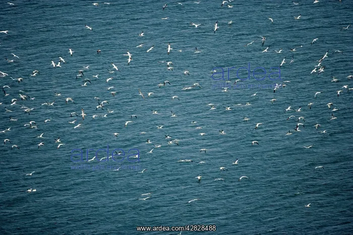 : Northern Gannets - In flight over sea : Northern Gannets - In flight over sea