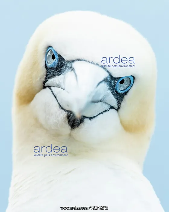: Northern gannets (Morus bassanus), animal portrait : Northern gannets (Morus bassanus), animal portrait