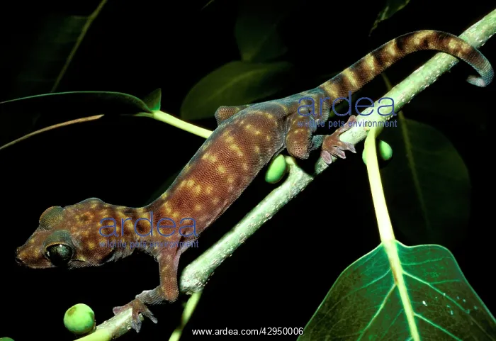 : Northern giant cave gecko. Total length 105 mm : Northern giant cave gecko. Total length 105 mm