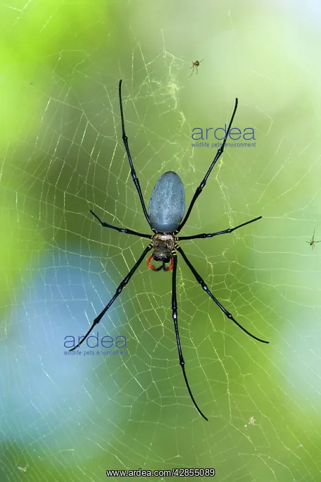 : Northern / Giant Golden Orb-weaver Spider - lying : Northern / Giant Golden Orb-weaver Spider - lying
