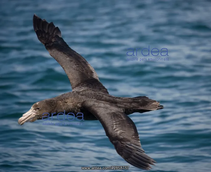  : Northern Giant  /  Hall's Petrel - in flight, at sea