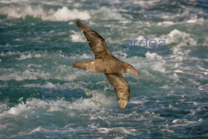 : Northern Giant Petrel : Northern Giant Petrel