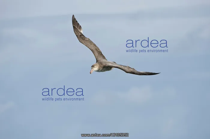 : Northern Giant Petrel : Northern Giant Petrel
