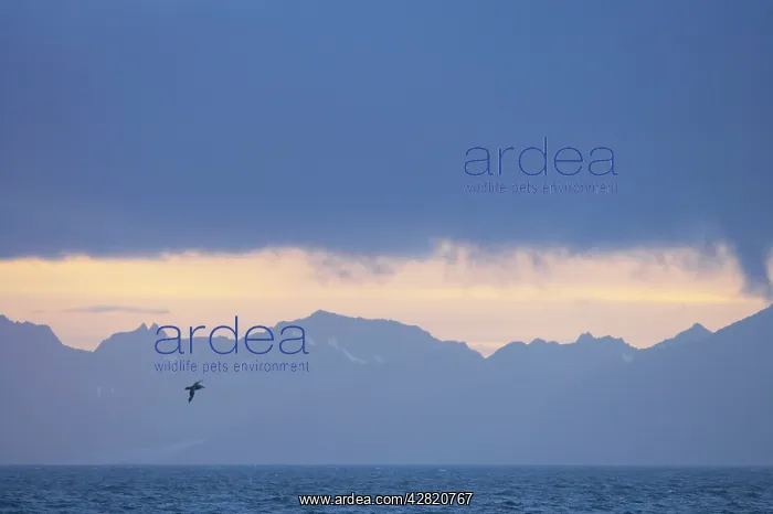 : Northern Giant Petrel - At dawn with South Georgia : Northern Giant Petrel - At dawn with South Georgia
