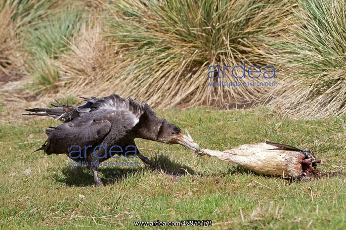 : Northern Giant-Petrel - with a dead Magellanic penguin : Northern Giant-Petrel - with a dead Magellanic penguin