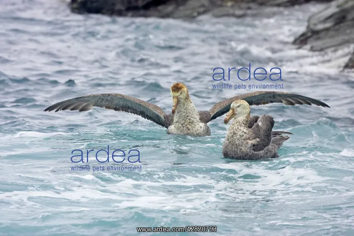 : Northern Giant Petrel - After fight : Northern Giant Petrel - After fight