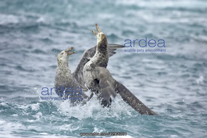 : Northern Giant Petrel - fighting : Northern Giant Petrel - fighting