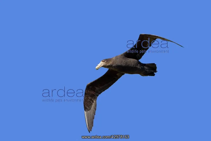 : Northern Giant-Petrel - in flight : Northern Giant-Petrel - in flight