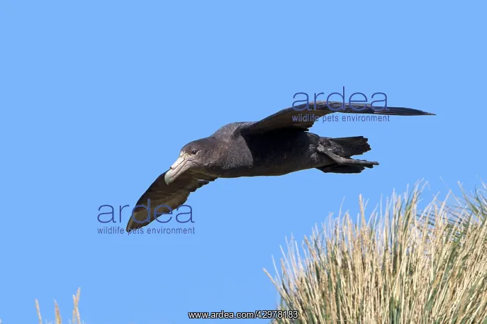 : Northern Giant-Petrel - in flight : Northern Giant-Petrel - in flight