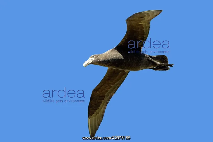 : Northern Giant-Petrel - in flight : Northern Giant-Petrel - in flight