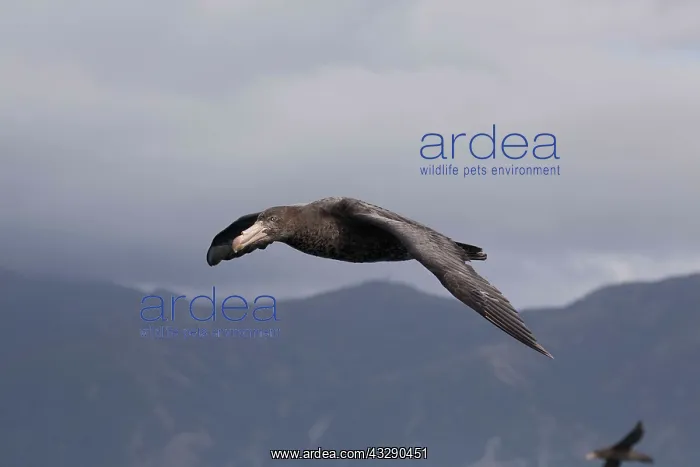  : Northern Giant Petrel - in flight