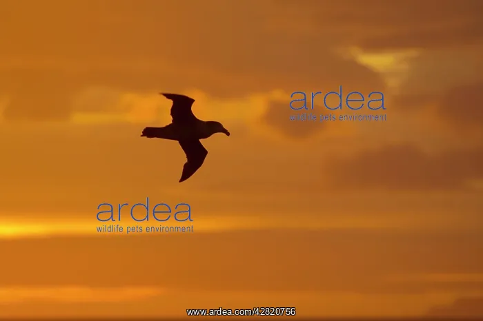 : Northern Giant Petrel - In flight at Sunset : Northern Giant Petrel - In flight at Sunset