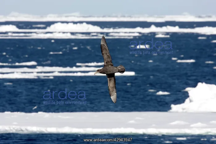 : Northern Giant Petrel, Flying over sea and ice floes : Northern Giant Petrel, Flying over sea and ice floes