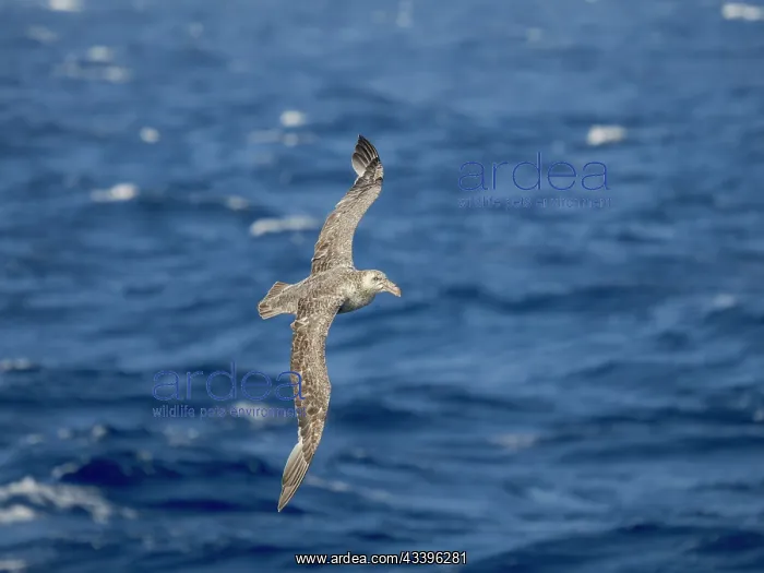 : Northern Giant Petrel or Hall's Giant Petrel (Macronectes : Northern Giant Petrel or Hall's Giant Petrel (Macronectes