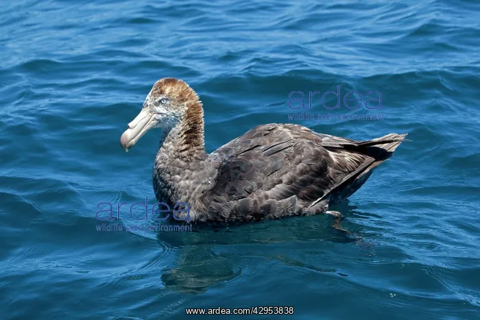 : Northern Giant Petrel - on the water : Northern Giant Petrel - on the water