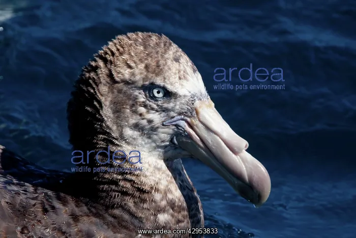 : Northern Giant Petrels - on the water : Northern Giant Petrels - on the water