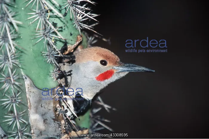 : NORTHERN / GILDED FLICKER - head appearing from : NORTHERN / GILDED FLICKER - head appearing from
