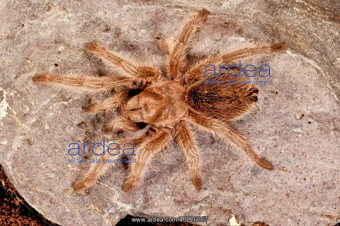 : Northern Gold Tarantula, Aphonopelma sp : Northern Gold Tarantula, Aphonopelma sp