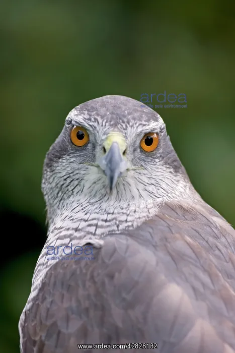 : Northern Goshawk : Northern Goshawk