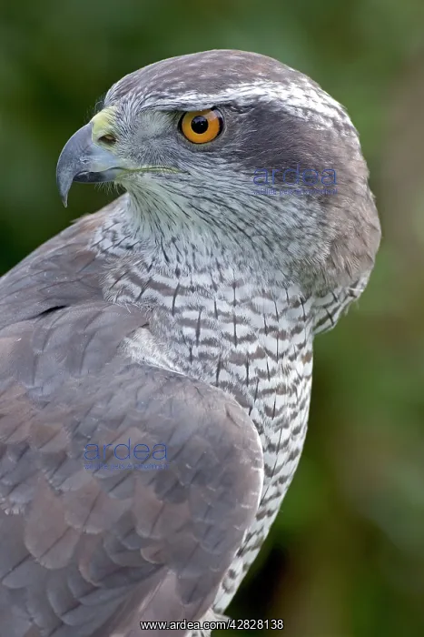 : Northern Goshawk : Northern Goshawk