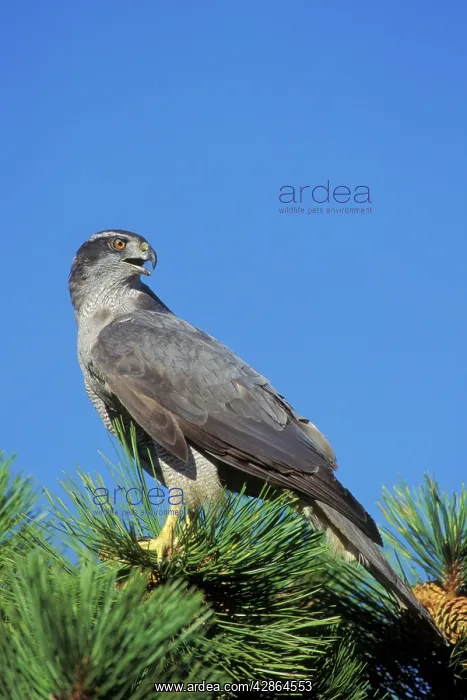  : Northern Goshawk