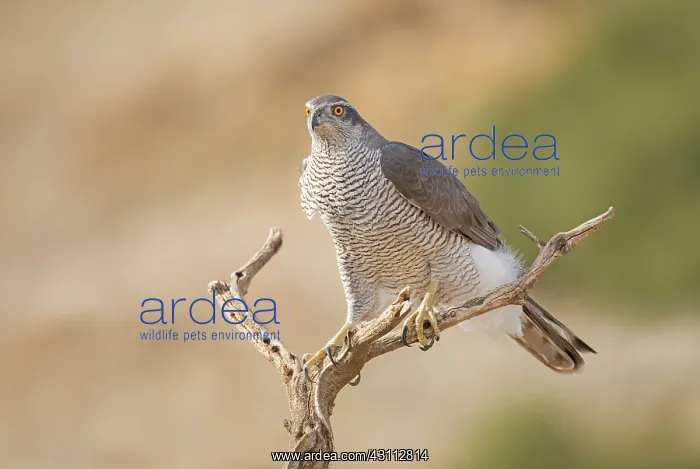 : Northern Goshawk : Northern Goshawk