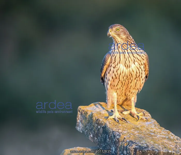 : Northern Goshawk : Northern Goshawk