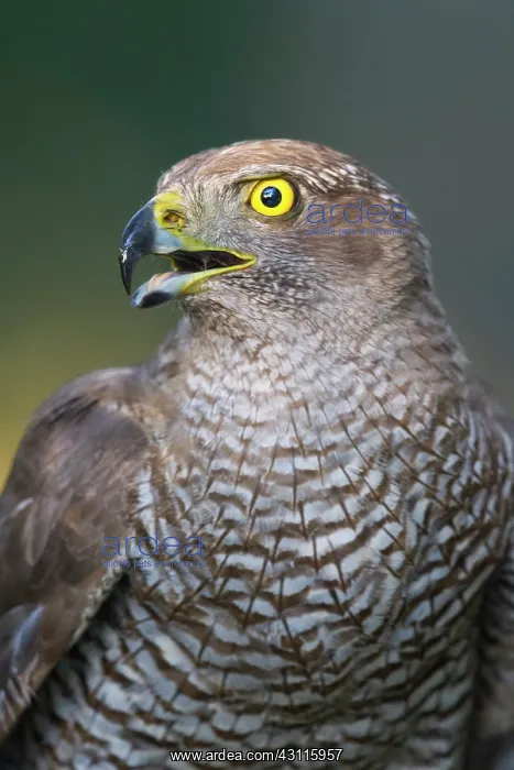 : Northern Goshawk : Northern Goshawk