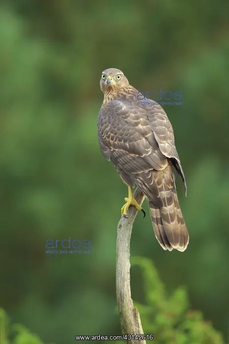 : Northern Goshawk : Northern Goshawk