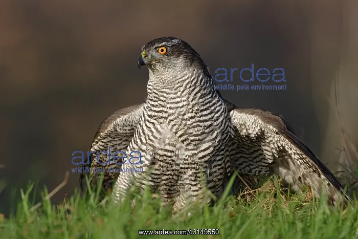 : Northern Goshawk : Northern Goshawk