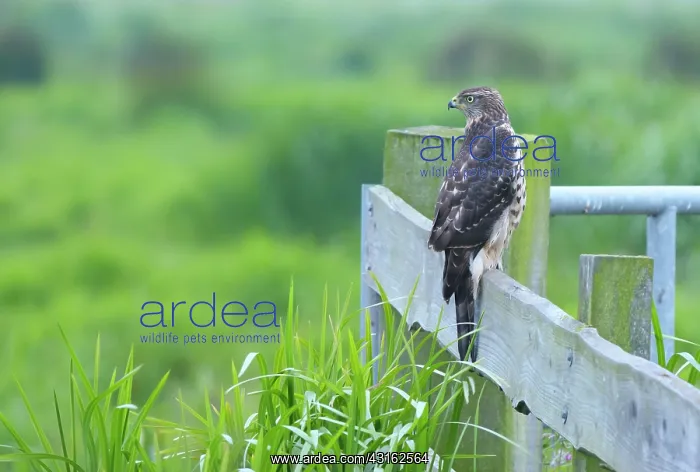 : Northern Goshawk : Northern Goshawk