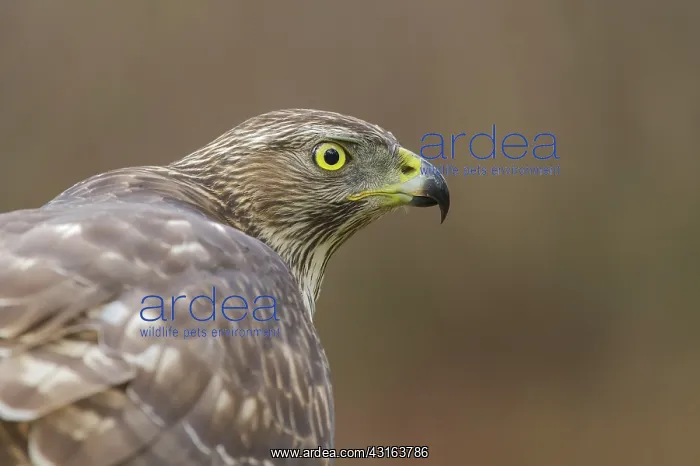 : Northern Goshawk : Northern Goshawk