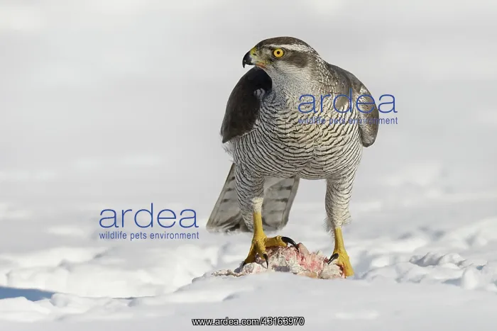 : Northern Goshawk : Northern Goshawk