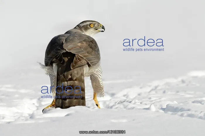 : Northern Goshawk : Northern Goshawk