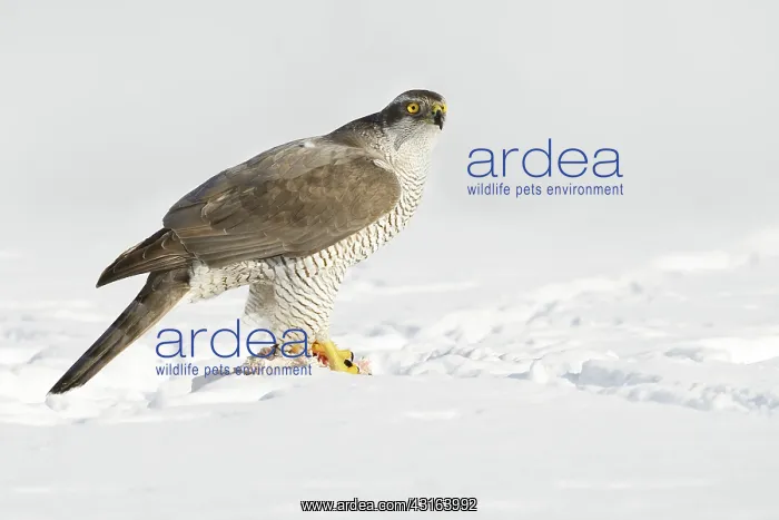 : Northern Goshawk : Northern Goshawk