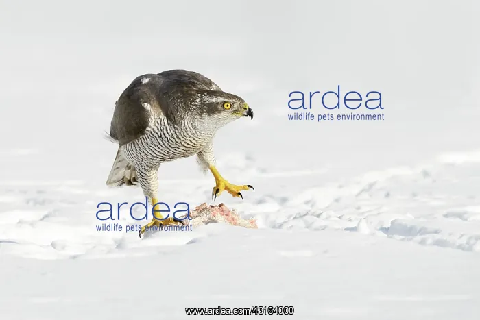 : Northern Goshawk : Northern Goshawk