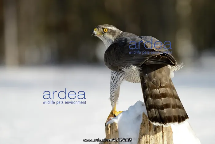 : Northern Goshawk : Northern Goshawk