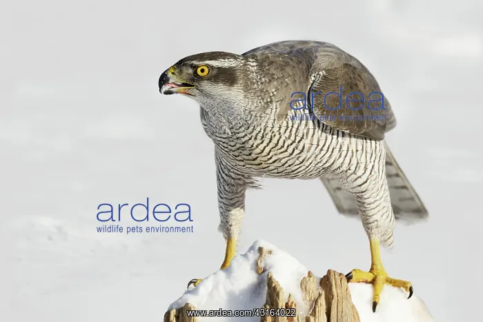 : Northern Goshawk : Northern Goshawk