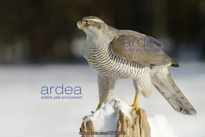 : Northern Goshawk : Northern Goshawk